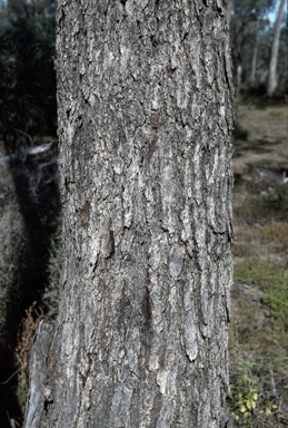 APII jpeg image of Eucalyptus largiflorens  © contact APII