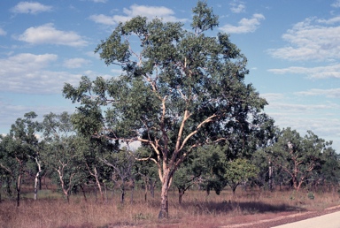 APII jpeg image of Corymbia latifolia  © contact APII