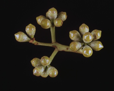 APII jpeg image of Corymbia leichhardtii  © contact APII