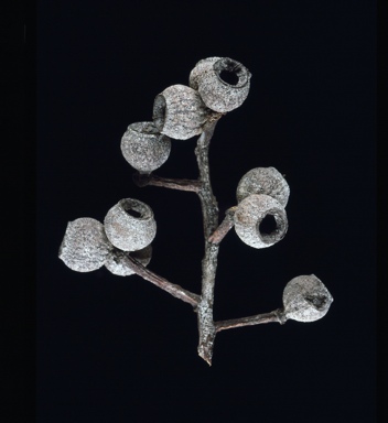 APII jpeg image of Corymbia leichhardtii  © contact APII