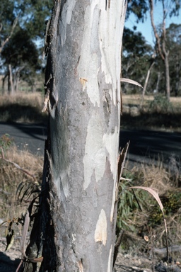 APII jpeg image of Eucalyptus amplifolia subsp. sessiliflora  © contact APII