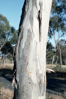 APII jpeg image of Eucalyptus amplifolia subsp. sessiliflora  © contact APII