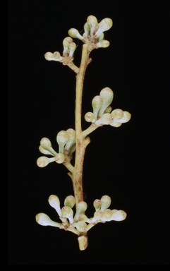 APII jpeg image of Corymbia aparrerinja subsp. dallachiana  © contact APII