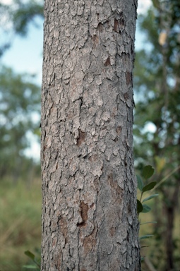 APII jpeg image of Corymbia chartacea  © contact APII