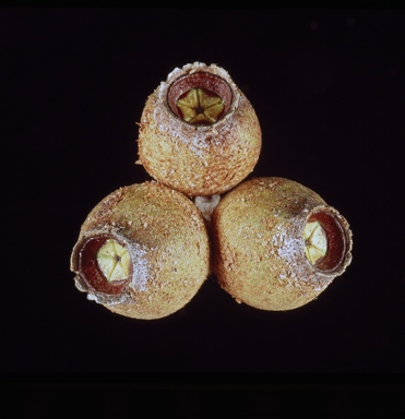 APII jpeg image of Corymbia chartacea  © contact APII