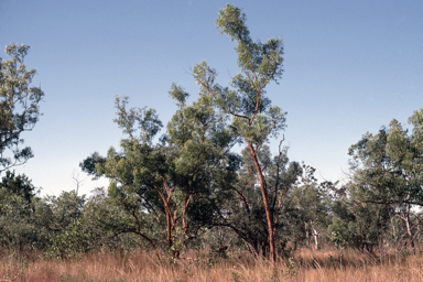 APII jpeg image of Eucalyptus lirata  © contact APII