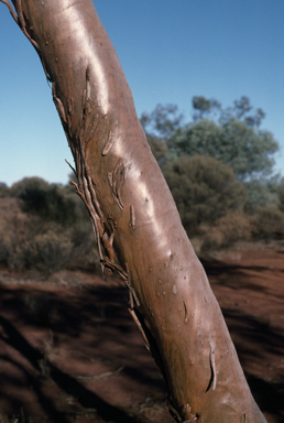 APII jpeg image of Eucalyptus lucasii  © contact APII