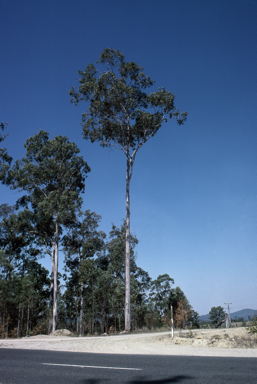 APII jpeg image of Corymbia maculata  © contact APII