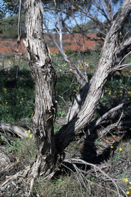 APII jpeg image of Eucalyptus mannensis subsp. mannensis  © contact APII