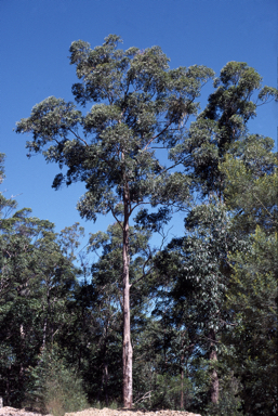 APII jpeg image of Eucalyptus microcorys  © contact APII