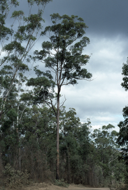 APII jpeg image of Eucalyptus microcorys  © contact APII