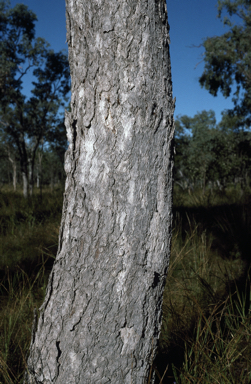 APII jpeg image of Eucalyptus microneura  © contact APII