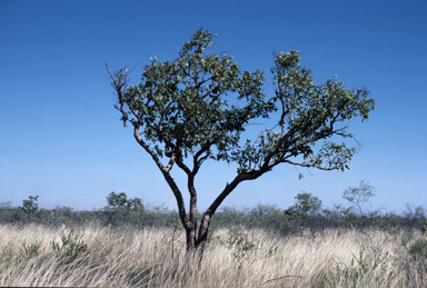 APII jpeg image of Corymbia ferruginea subsp. stypophylla  © contact APII