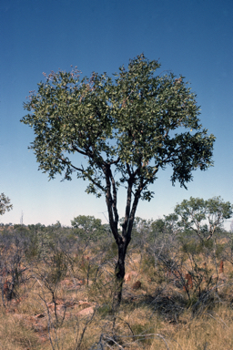 APII jpeg image of Corymbia ferruginea subsp. stypophylla  © contact APII