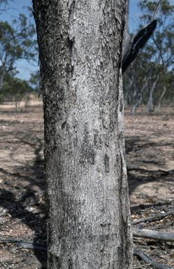 APII jpeg image of Eucalyptus tardecidens  © contact APII