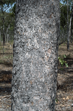 APII jpeg image of Corymbia nesophila  © contact APII