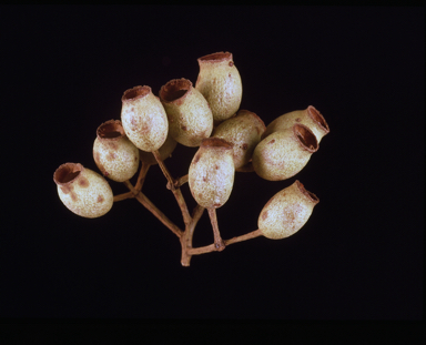APII jpeg image of Corymbia nesophila  © contact APII