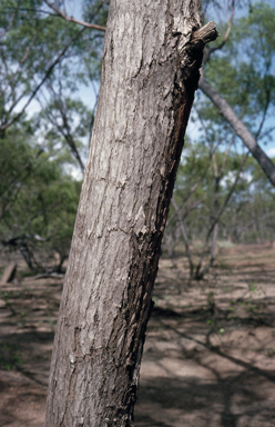 APII jpeg image of Eucalyptus normantonensis  © contact APII