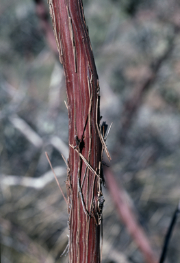 APII jpeg image of Eucalyptus orbifolia  © contact APII