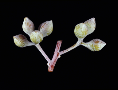 APII jpeg image of Eucalyptus orbifolia  © contact APII