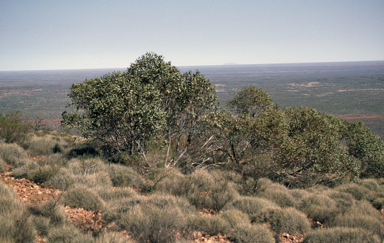 APII jpeg image of Eucalyptus oxymitra  © contact APII