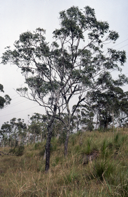 APII jpeg image of Eucalyptus paedoglauca  © contact APII