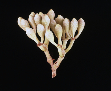 APII jpeg image of Corymbia polycarpa  © contact APII