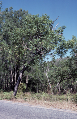 APII jpeg image of Corymbia ptychocarpa  © contact APII