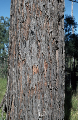 APII jpeg image of Eucalyptus tindaliae  © contact APII