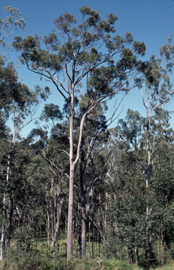 APII jpeg image of Eucalyptus resinifera  © contact APII