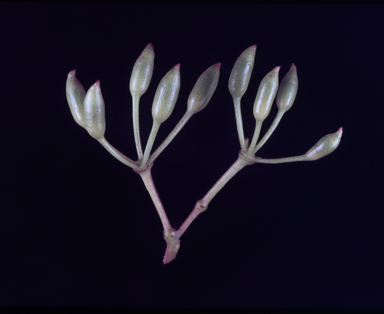 APII jpeg image of Corymbia rhodops  © contact APII