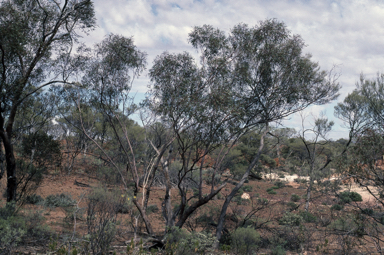 APII jpeg image of Eucalyptus semota  © contact APII