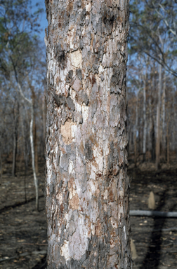 APII jpeg image of Corymbia stockeri  © contact APII