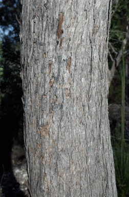 APII jpeg image of Eucalyptus umbra  © contact APII