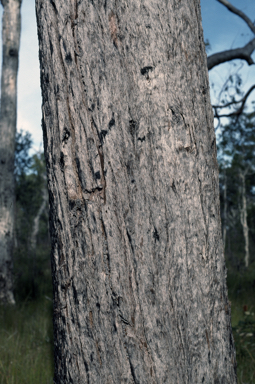 APII jpeg image of Eucalyptus umbra  © contact APII