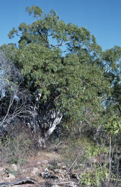 APII jpeg image of Eucalyptus umbrawarrensis  © contact APII