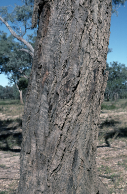 APII jpeg image of Eucalyptus coolabah  © contact APII