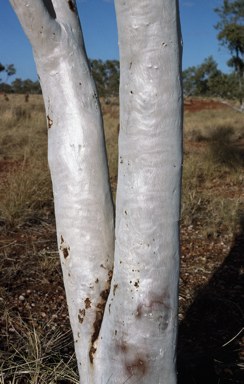 APII jpeg image of Eucalyptus leucophloia subsp. euroa  © contact APII