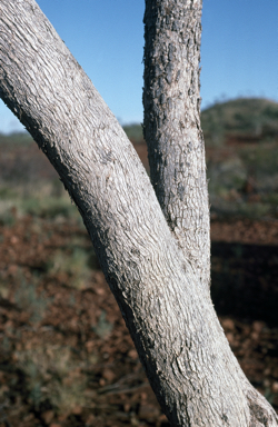 APII jpeg image of Eucalyptus leucophylla  © contact APII