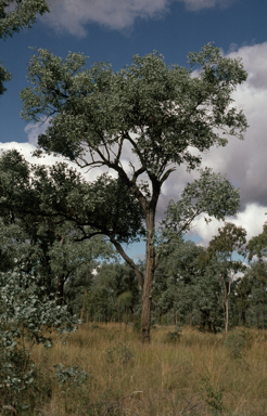 APII jpeg image of Eucalyptus melanophloia  © contact APII