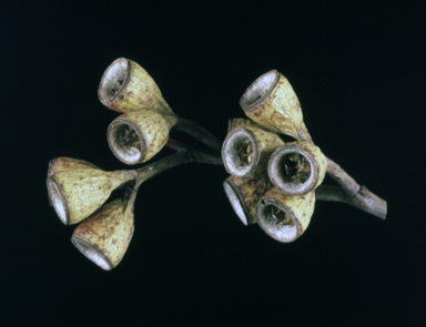 APII jpeg image of Eucalyptus obtusiflora  © contact APII