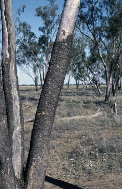 APII jpeg image of Eucalyptus ochrophloia  © contact APII