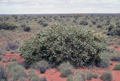 APII jpeg image of Eucalyptus oldfieldii  © contact APII