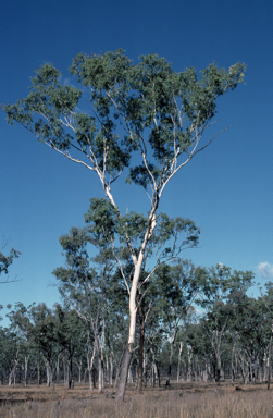 APII jpeg image of Eucalyptus orgadophila  © contact APII