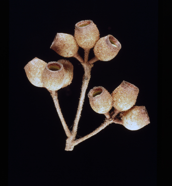 APII jpeg image of Corymbia papillosa  © contact APII