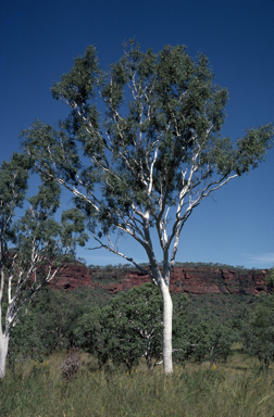 APII jpeg image of Corymbia aparrerinja  © contact APII