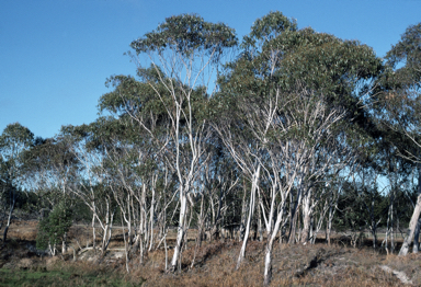 APII jpeg image of Eucalyptus pauciflora subsp. paucifora  © contact APII