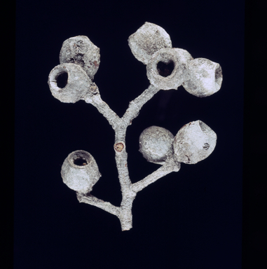 APII jpeg image of Corymbia petalophylla  © contact APII