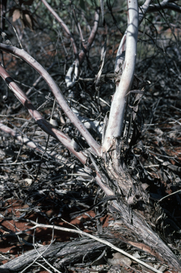 APII jpeg image of Eucalyptus rameliana  © contact APII