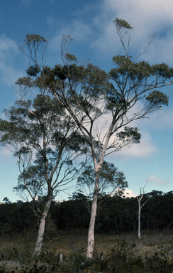 APII jpeg image of Eucalyptus radiata subsp. radiata  © contact APII